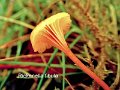 Rickenella fibula-amf1361-1